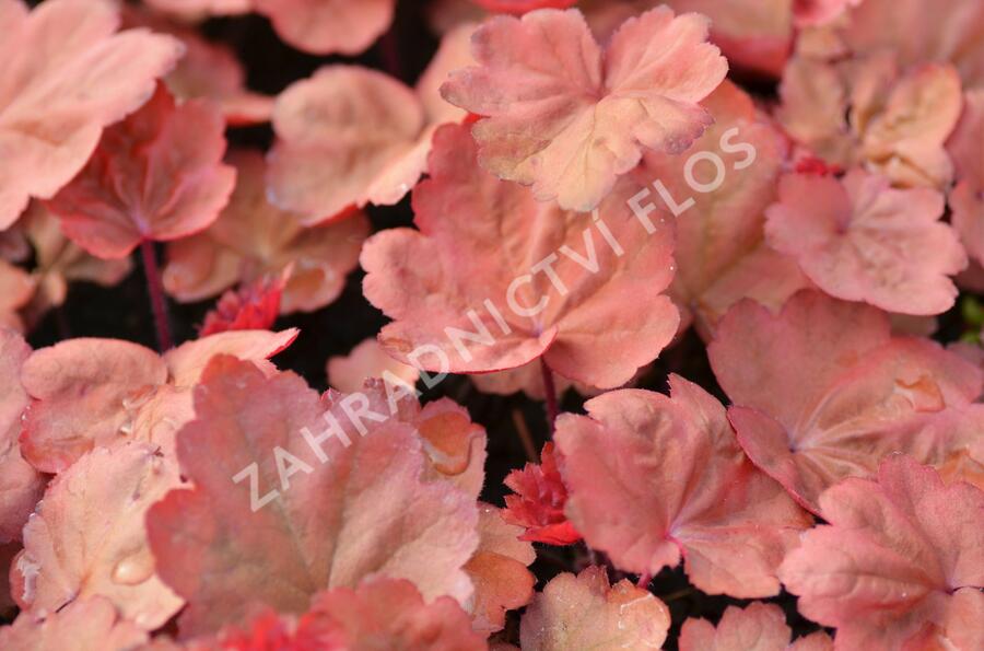 Dlužicha 'Autumn Leaves' - Heuchera hybrida 'Autumn Leaves'