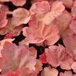 Dlužicha 'Autumn Leaves' - Heuchera hybrida 'Autumn Leaves'