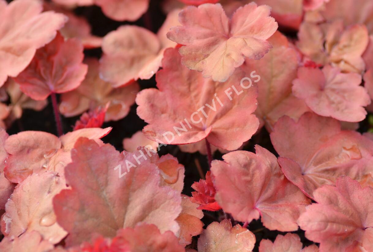 Dlužicha 'Autumn Leaves' - Heuchera hybrida 'Autumn Leaves'