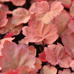 Dlužicha 'Autumn Leaves' - Heuchera hybrida 'Autumn Leaves'