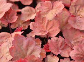 Dlužicha 'Autumn Leaves' - Heuchera hybrida 'Autumn Leaves'
