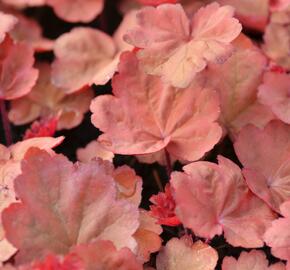 Dlužicha 'Autumn Leaves' - Heuchera hybrida 'Autumn Leaves'