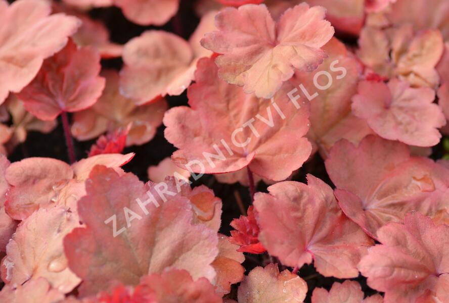 Dlužicha 'Autumn Leaves' - Heuchera hybrida 'Autumn Leaves'