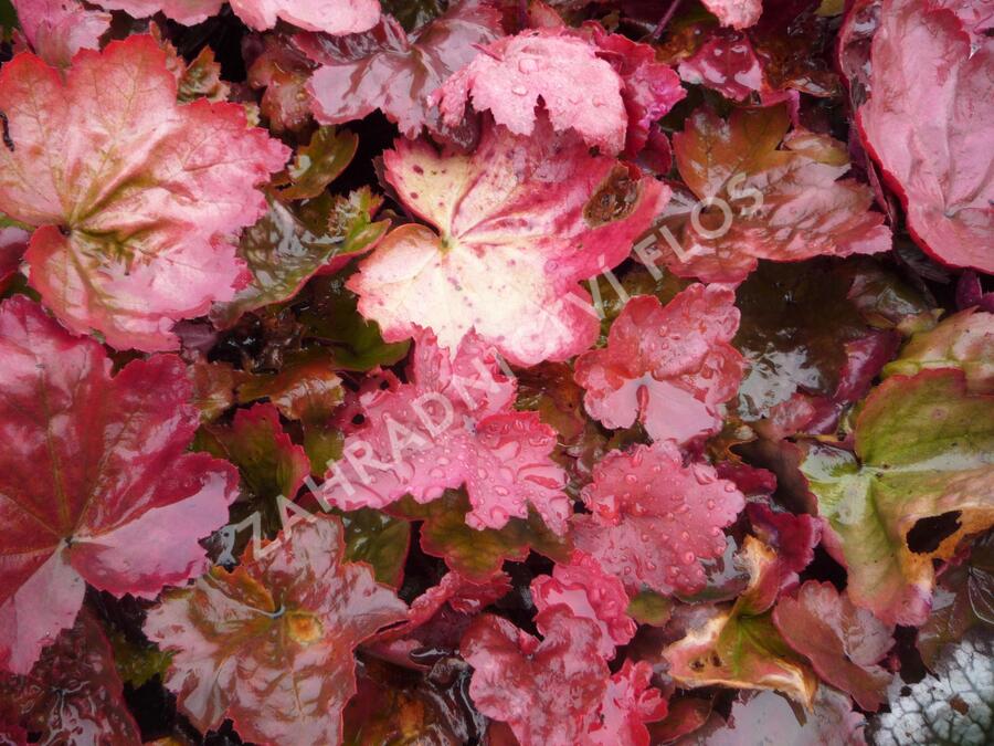 Dlužicha 'Autumn Leaves' - Heuchera hybrida 'Autumn Leaves'