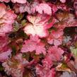 Dlužicha 'Autumn Leaves' - Heuchera hybrida 'Autumn Leaves'