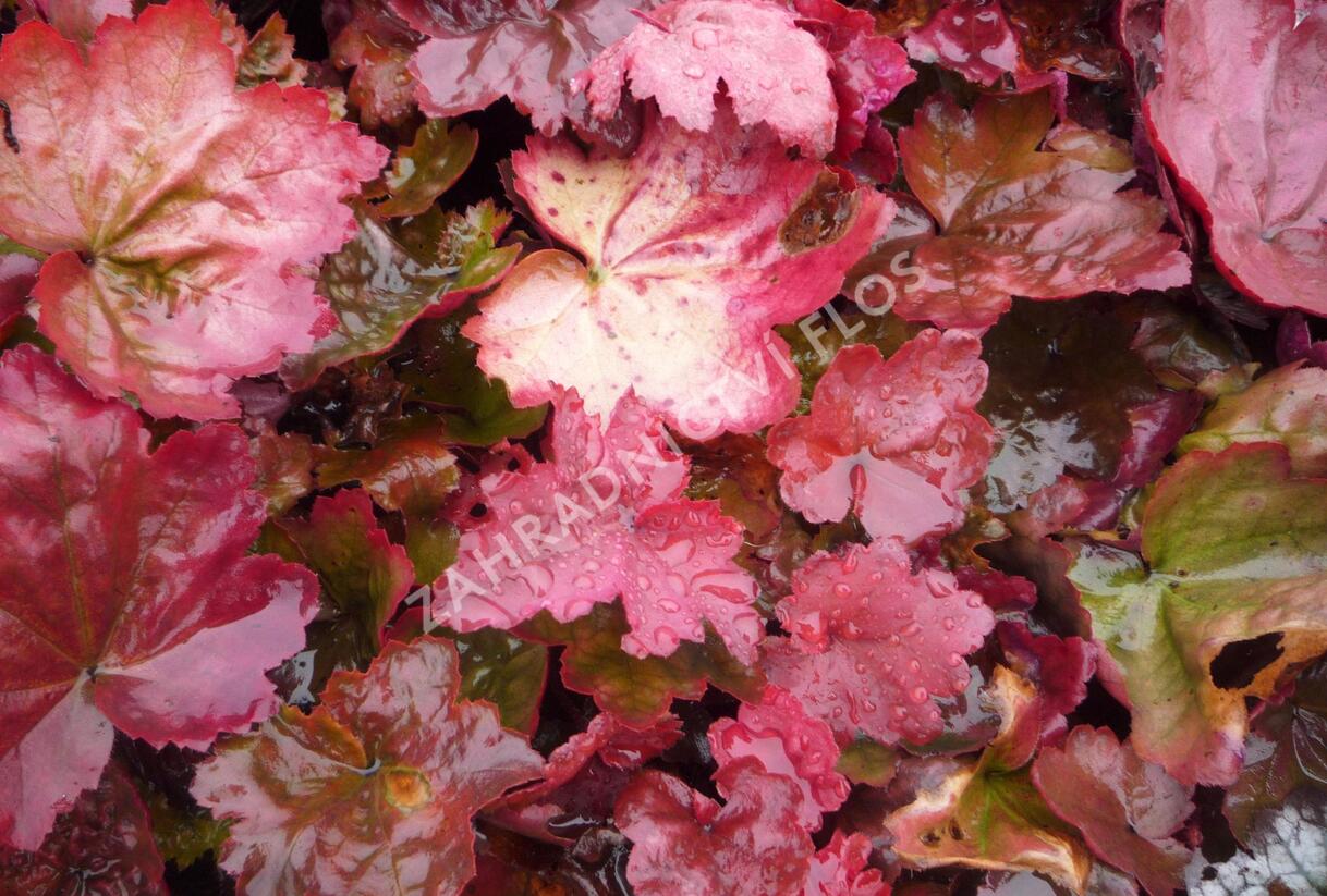 Dlužicha 'Autumn Leaves' - Heuchera hybrida 'Autumn Leaves'