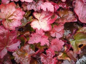 Dlužicha 'Autumn Leaves' - Heuchera hybrida 'Autumn Leaves'