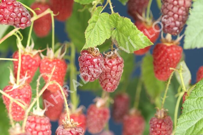 Malinoostružiník 'Tayberry' - Rubus hybridus 'Tayberry'