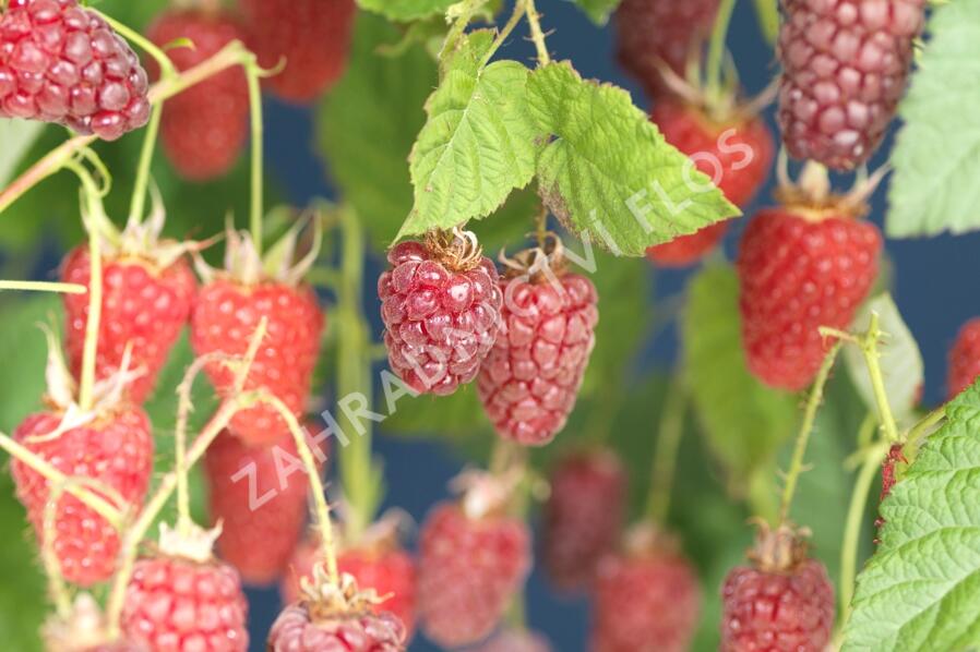 Malinoostružiník 'Tayberry' - Rubus hybridus 'Tayberry'