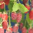 Malinoostružina 'Tayberry' - Rubus hybridus 'Tayberry'