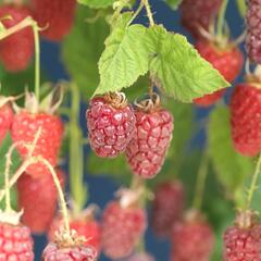 Malinoostružina 'Tayberry' - Rubus hybridus 'Tayberry'