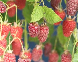 Malinoostružiník jednouplodící 'Tayberry'