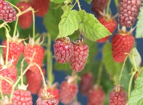 Malinoostružiník jednouplodící 'Tayberry' - Rubus hybridus 'Tayberry'
