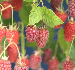 Malinoostružina 'Tayberry' - Rubus hybridus 'Tayberry'