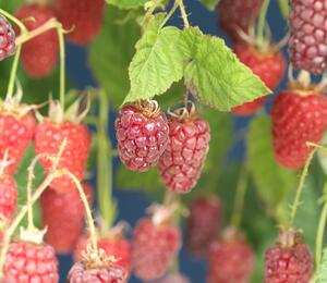 Malinoostružina 'Tayberry' - Rubus hybridus 'Tayberry'
