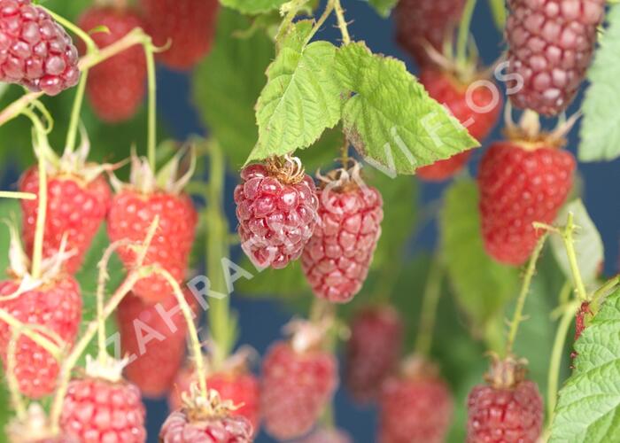 Malinoostružina 'Tayberry' - Rubus hybridus 'Tayberry'