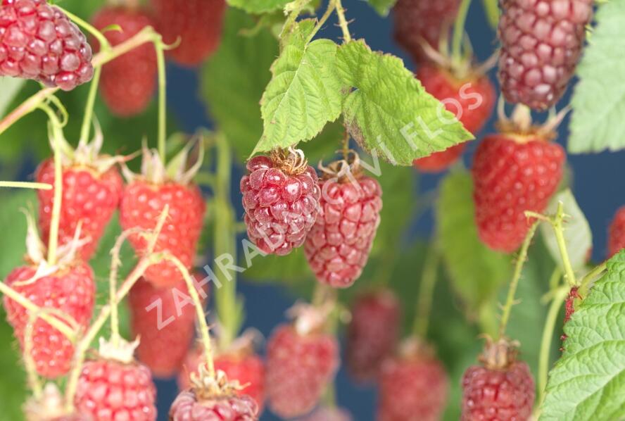 Malinoostružiník jednouplodící 'Tayberry' - Rubus hybridus 'Tayberry'