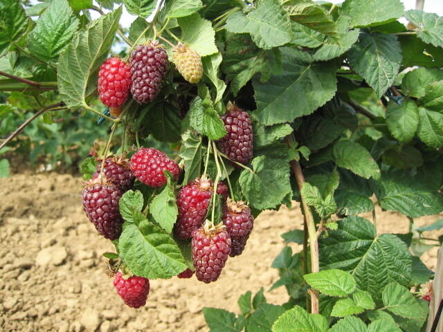 Malinoostružiník 'Tayberry' - Rubus hybridus 'Tayberry'