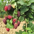 Malinoostružiník 'Tayberry' - Rubus hybridus 'Tayberry'