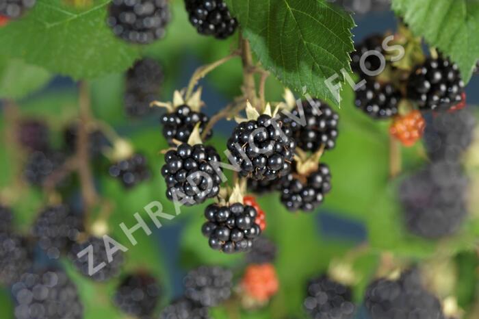 Ostružiník křovitý 'Himalaya' - Rubus fruticosus 'Himalaya'