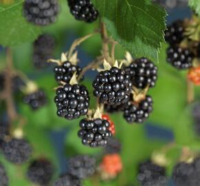 Ostružiník křovitý 'Himalaya' - Rubus fruticosus 'Himalaya'