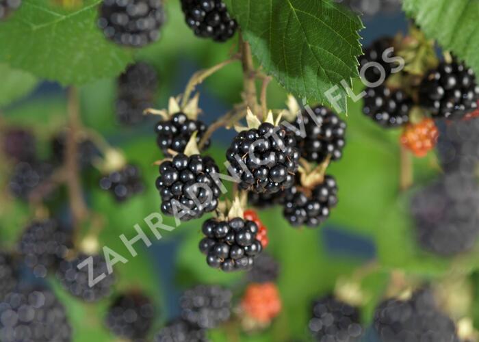 Ostružiník křovitý 'Himalaya' - Rubus fruticosus 'Himalaya'