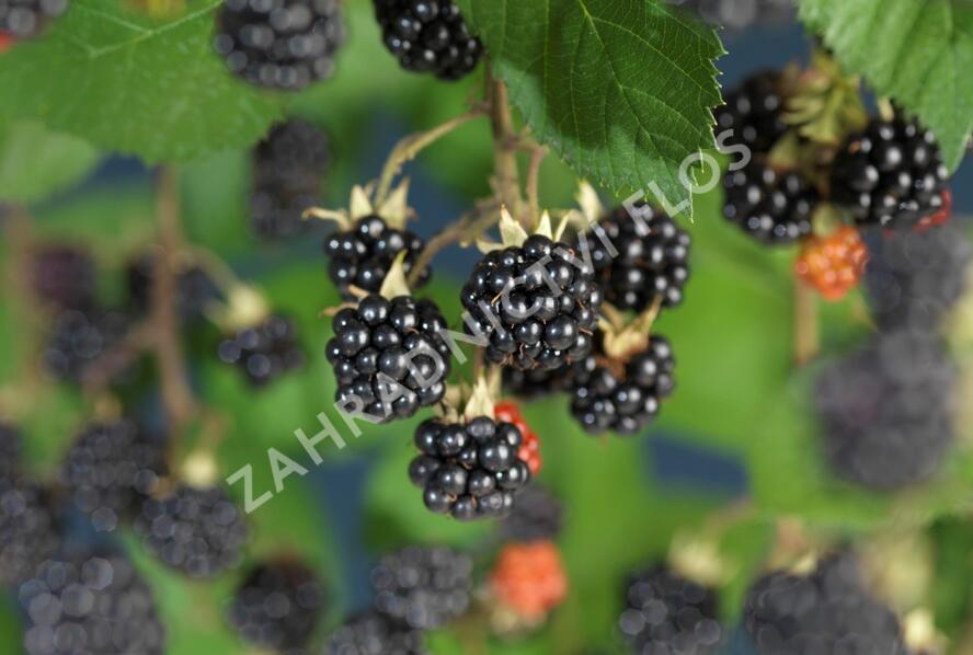 Ostružiník křovitý 'Himalaya' - Rubus fruticosus 'Himalaya'