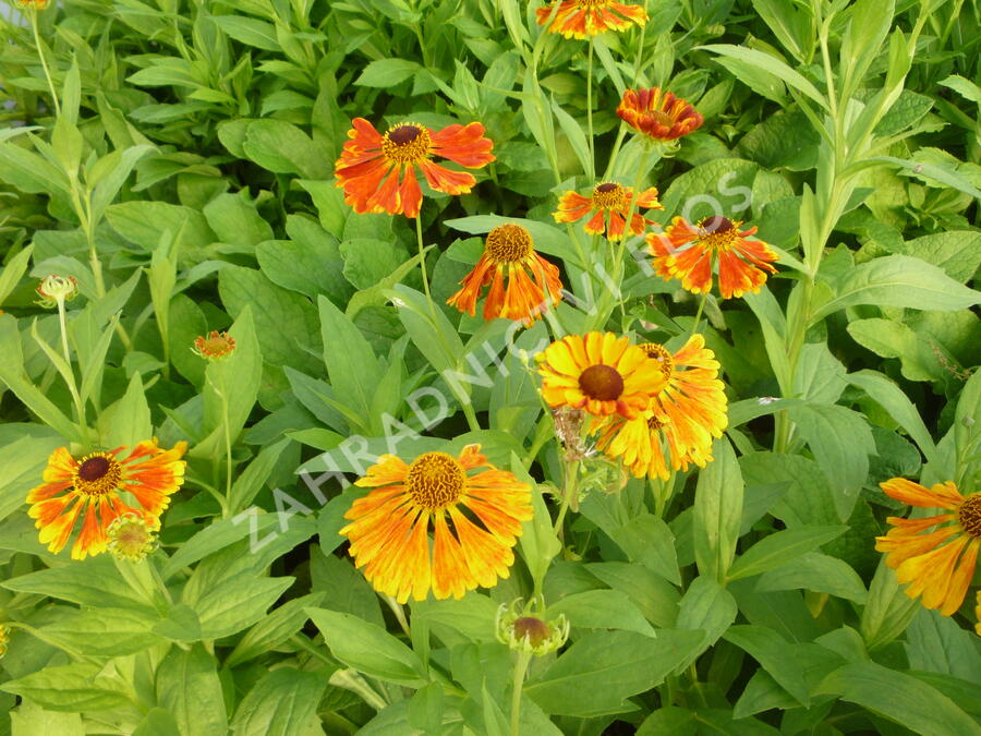 Záplevák 'Waltraut' - Helenium 'Waltraut'
