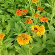 Záplevák 'Waltraut' - Helenium 'Waltraut'