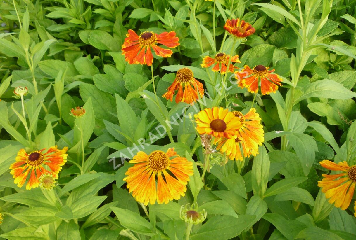 Záplevák 'Waltraut' - Helenium 'Waltraut'