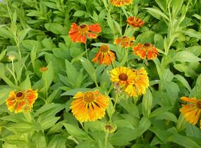 Záplevák 'Waltraut' - Helenium 'Waltraut'