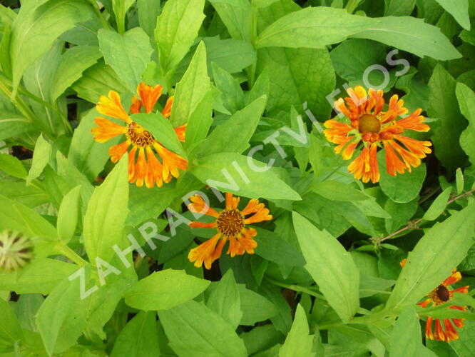 Záplevák 'Waltraut' - Helenium 'Waltraut'