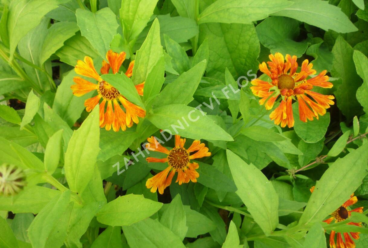 Záplevák 'Waltraut' - Helenium 'Waltraut'