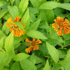 Záplevák 'Waltraut' - Helenium 'Waltraut'