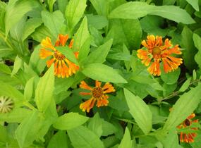 Záplevák 'Waltraut' - Helenium 'Waltraut'