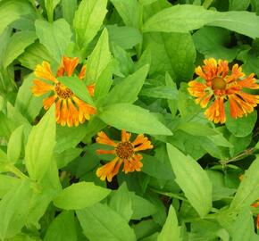 Záplevák 'Waltraut' - Helenium 'Waltraut'