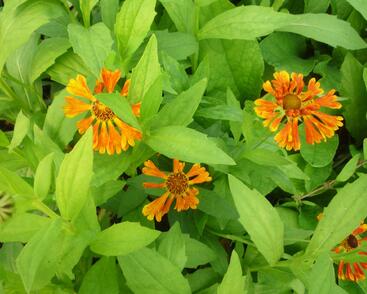 Záplevák 'Waltraut'