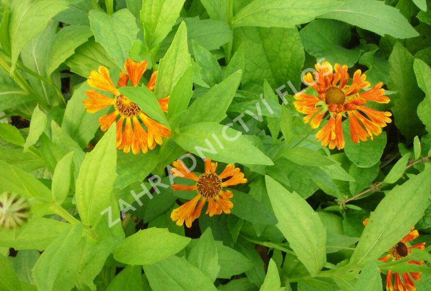 Záplevák 'Waltraut' - Helenium 'Waltraut'