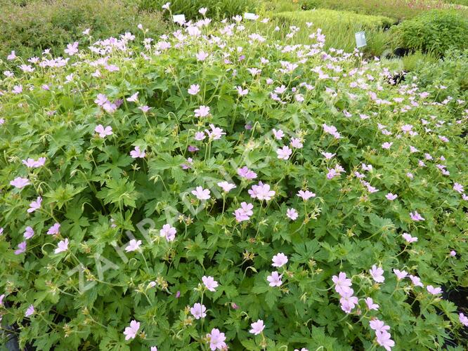 Kakost 'Lady Moore' - Geranium x oxonianum 'Lady Moore'