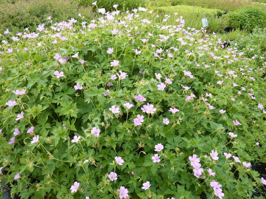 Kakost 'Lady Moore' - Geranium x oxonianum 'Lady Moore'