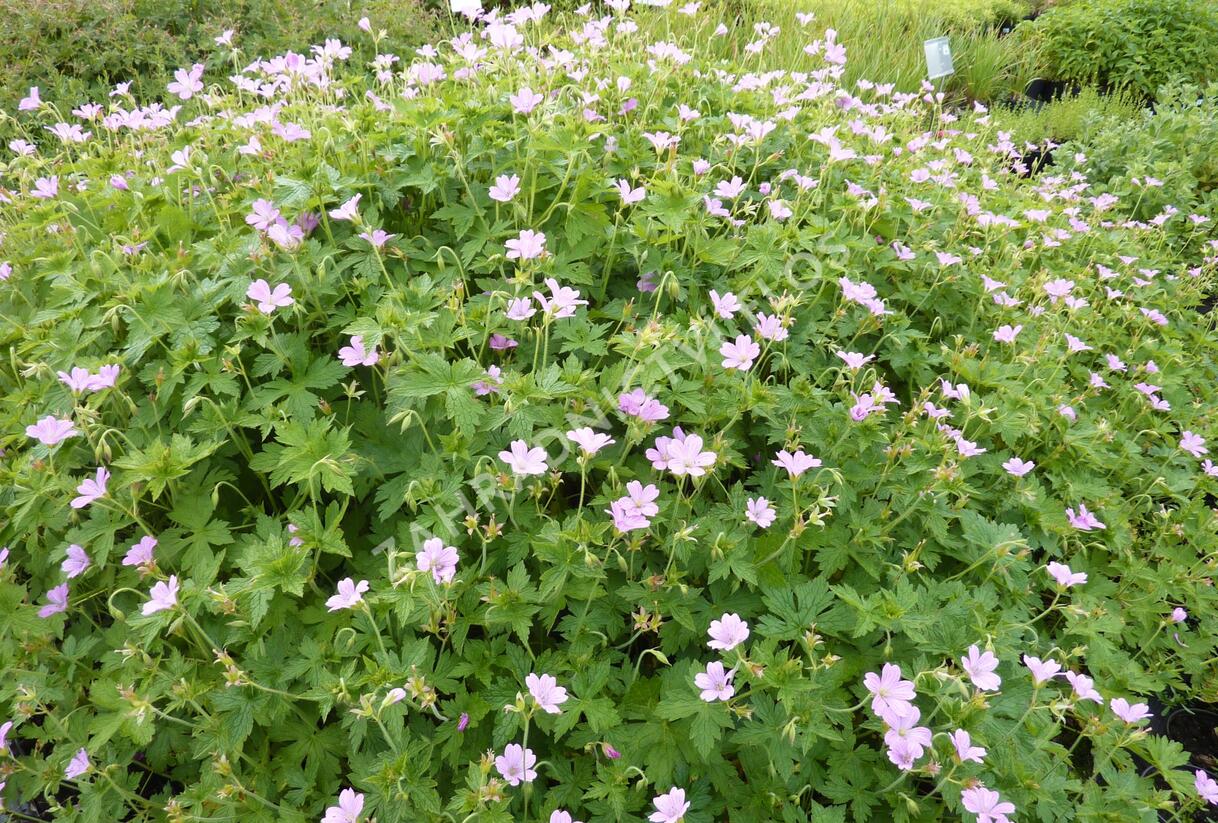 Kakost 'Lady Moore' - Geranium × oxonianum 'Lady Moore'