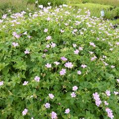 Kakost 'Lady Moore' - Geranium x oxonianum 'Lady Moore'