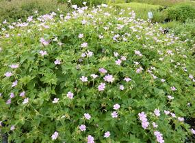 Kakost 'Lady Moore' - Geranium × oxonianum 'Lady Moore'
