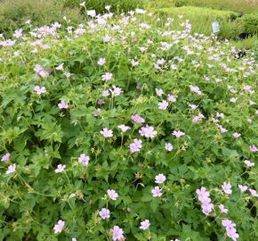 Kakost 'Lady Moore' - Geranium x oxonianum 'Lady Moore'