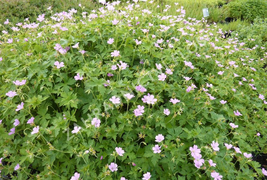 Kakost 'Lady Moore' - Geranium × oxonianum 'Lady Moore'