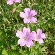 Kakost 'Lady Moore' - Geranium x oxonianum 'Lady Moore'