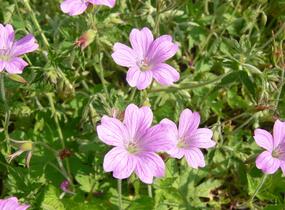 Kakost 'Lady Moore' - Geranium × oxonianum 'Lady Moore'