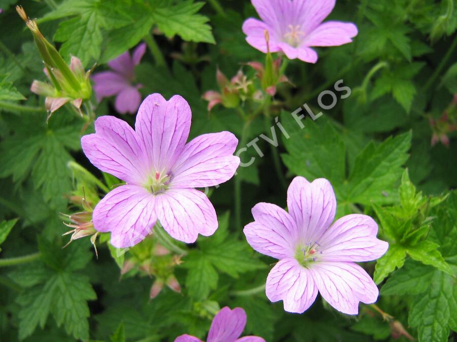 Kakost 'Lady Moore' - Geranium x oxonianum 'Lady Moore'