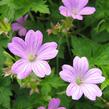 Kakost 'Lady Moore' - Geranium x oxonianum 'Lady Moore'