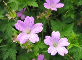 Kakost 'Lady Moore' - Geranium × oxonianum 'Lady Moore'
